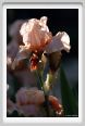 iris11