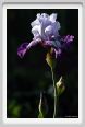 iris13