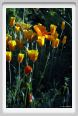 giardino_dell_iris2