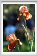 iris14