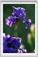 iris15