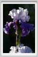 iris16