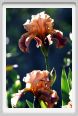 iris18