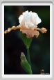 iris19