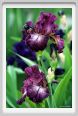 iris20