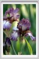 iris22