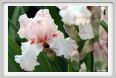 iris23