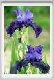 iris24