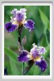 iris25