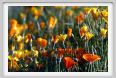 giardino_dell_iris3