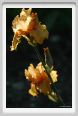 iris29