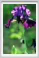iris33