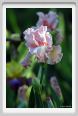 iris37