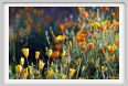 giardino_dell_iris5