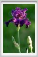 iris39
