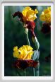 iris45
