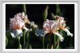 iris46