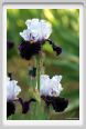 iris48