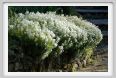 giardino_dell_iris7