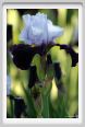iris50