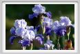 iris54