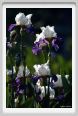 iris56