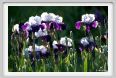 iris57