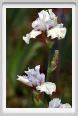 girdino_iris03