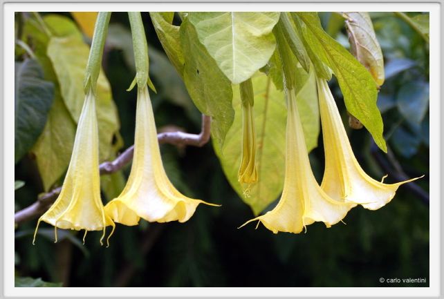 datura_cloranta1