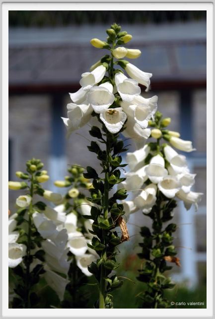 digitalis_purpurea