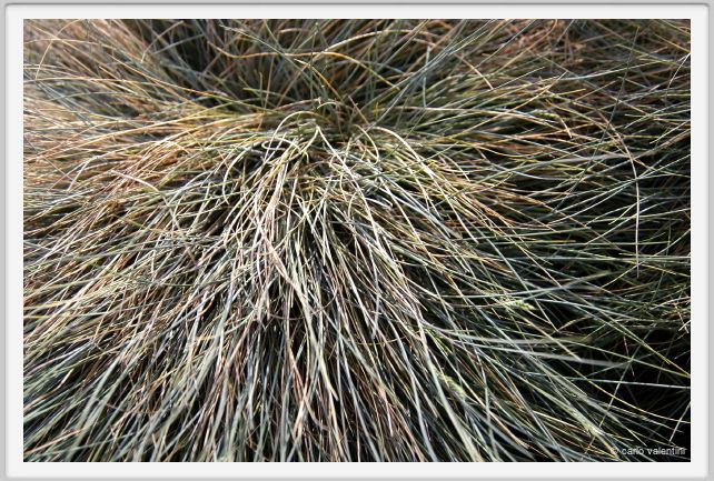 festuca_glauca