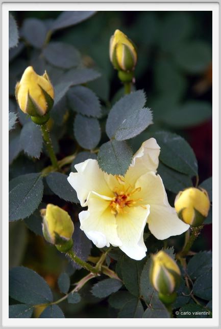 fiori_aicha2