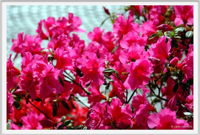 fiori_azalea1