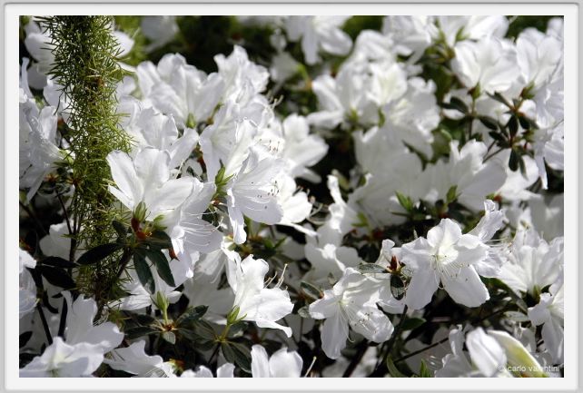 fiori_azalea2