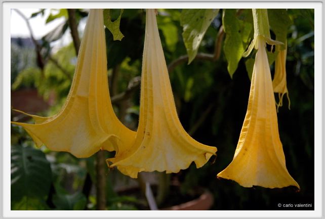 fiori_datura_cloranta