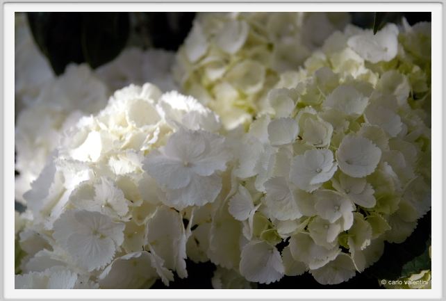 fiori_ortensia