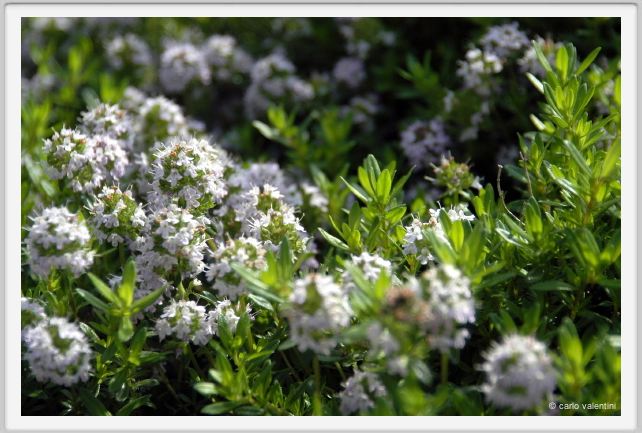 fiori_satureja_montana