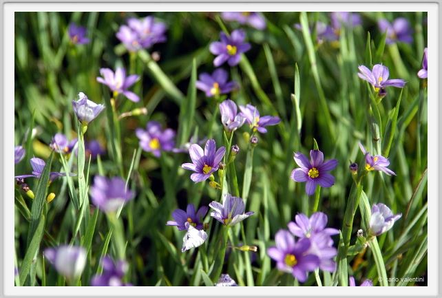 fiori_sisyrynchium