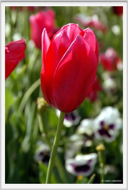 fiori_tulipani1