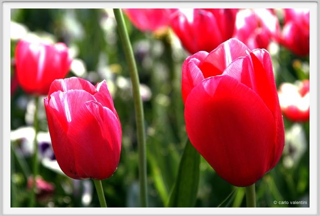 fiori_tulipani2