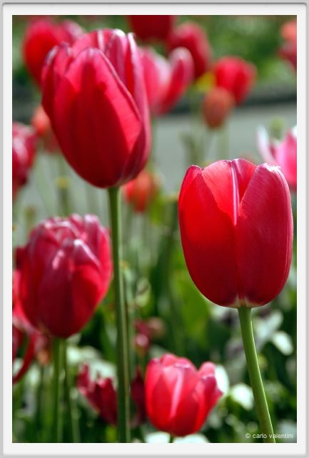 fiori_tulipani3