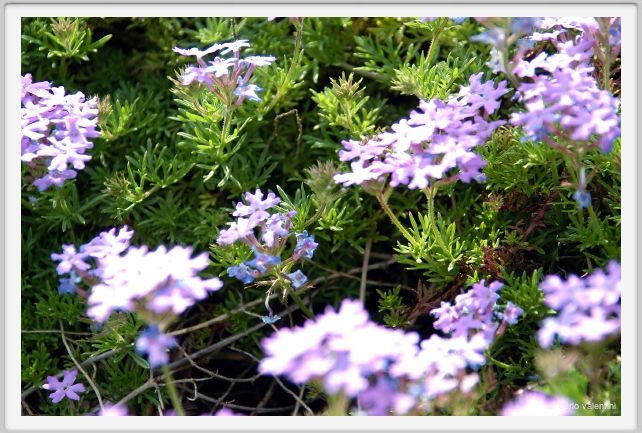 fiori_verbena_pulchella