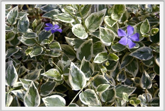 fiori_vinca_major_variegata