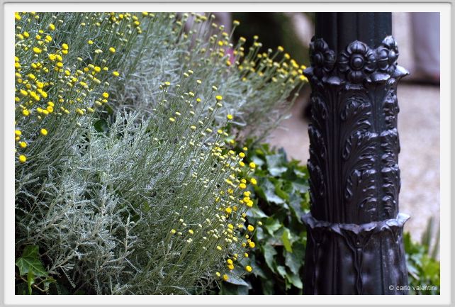 giardino_delle_rose07