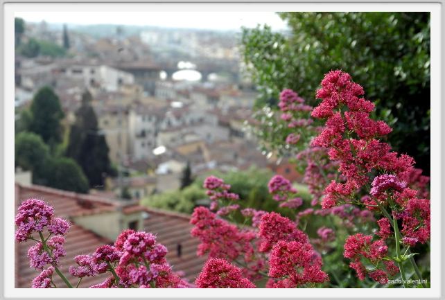 giardino_delle_rose1a