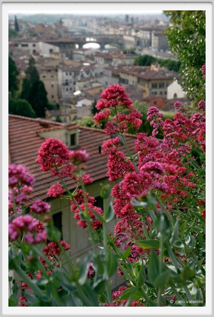 giardino_delle_rose2a