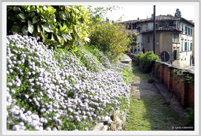 giardino_delle_rose4