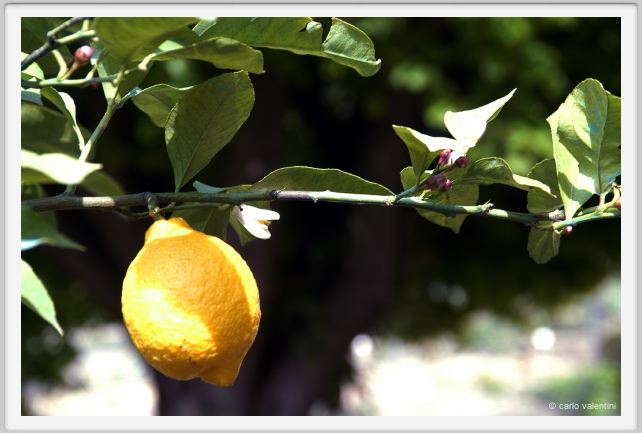 limone