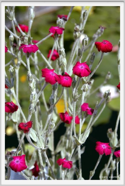 lychnis_coronaria