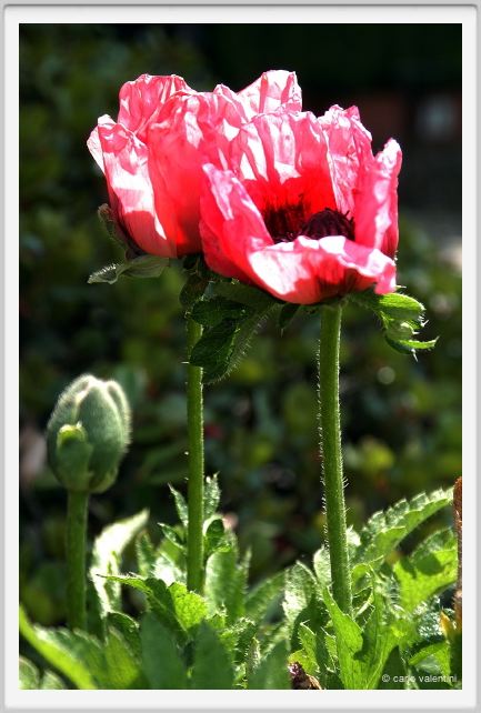 papaver_orientale01